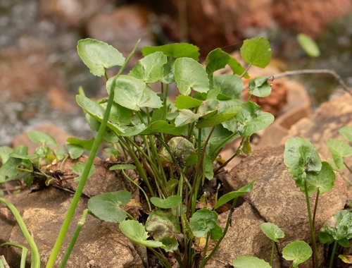 Centella asiatica