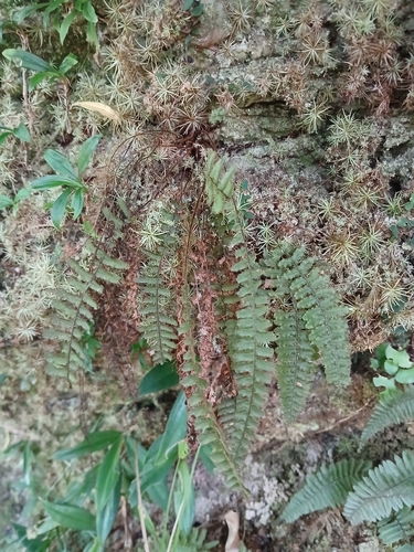 Trichomanes crispum observed 2025-10-08
