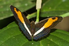 Adelpha cocala cocala