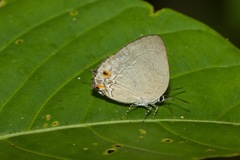 Strephonota carteia
