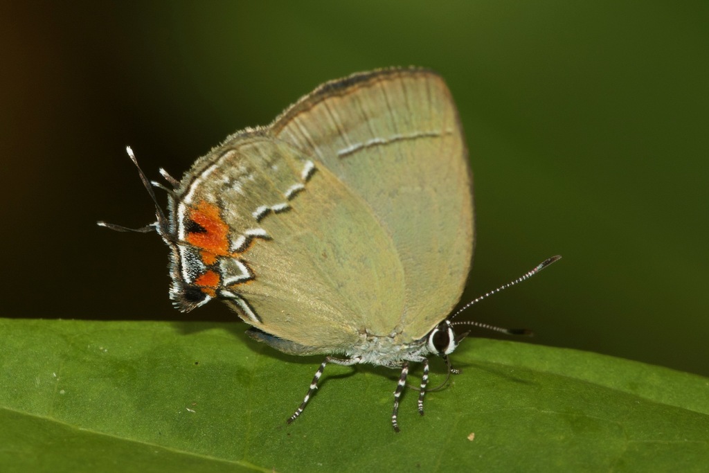 Theclopsis lydus