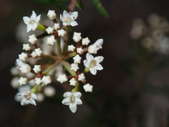 Platysace ericoides