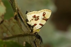 Anteros formosus
