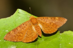 Emesis mandana