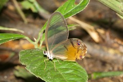 Haetera piera