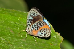 Eunica sophonisba