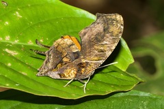 Consul fabius diffusus