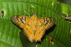 Myscelus epimachia