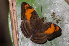 Adelpha mesentina