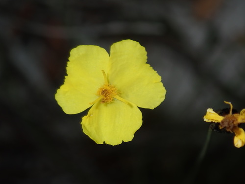 Image of Xyris gracilis by (c) Thomas Mesaglio, some rights reserved (CC BY)