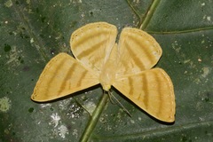 Astraeodes areuta