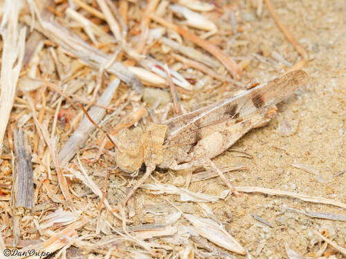 California Rose-winged Grasshopper photo 3