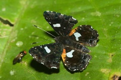 Calydna sturnula