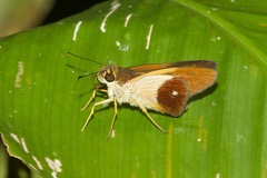 Calpodes esperi esperi