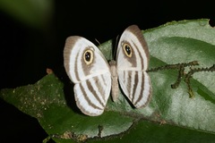 Leucochimona matisca