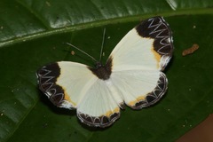 Nymphidium leucosia