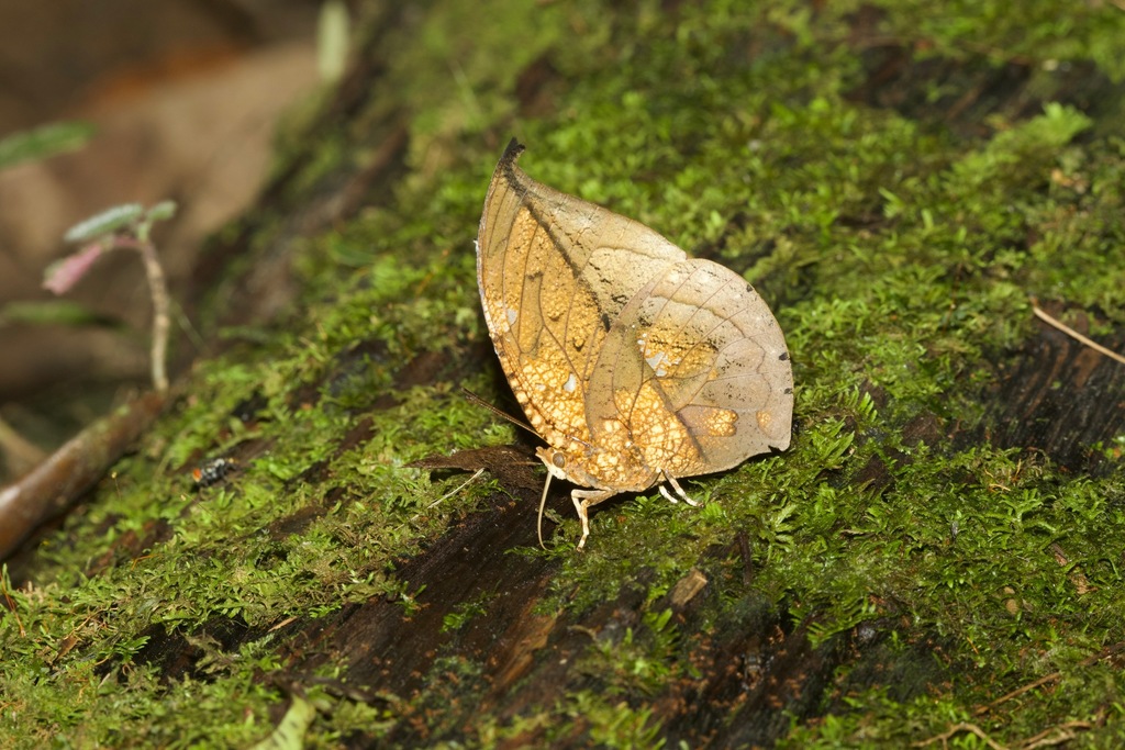 Coenophlebia