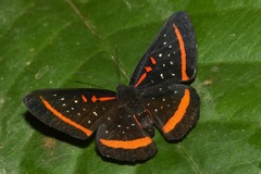 Amarynthis meneria