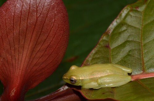 Lime Reed Frog, Hyperolius fusciventris