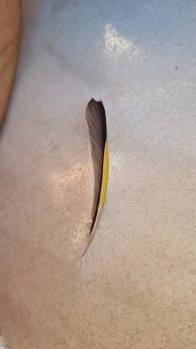 Plume de Chardonneret élégant