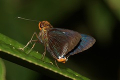 Thracides cleanthes