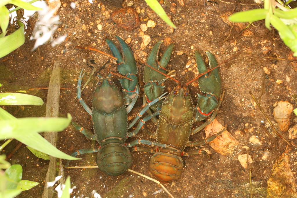 Astacoides