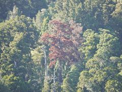 Dacrydium cupressinum