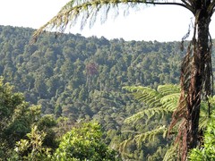 Dacrydium cupressinum