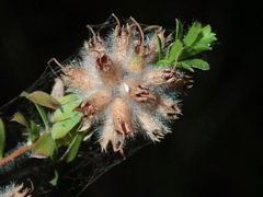 Kunzea capitata