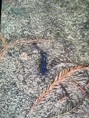 Chlorion aerarium
