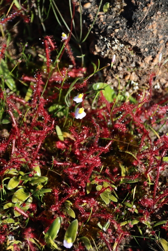 Drosera alba