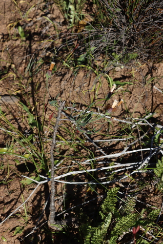 Oakleaf Babooncabbage (Othonna quercifolia)