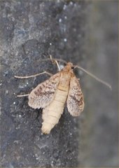 Operophtera bruceata