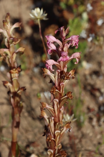 Twohorn Satyre (Satyrium bicorne)