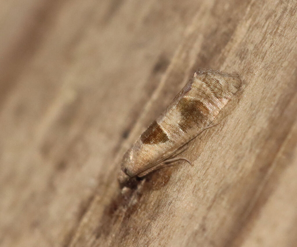 Triangle-backed Pelochrista Moth and Allies