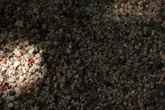 Adenanthera pavonina