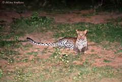 Panthera pardus kotiya