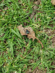 Sarconesiopsis magellanica