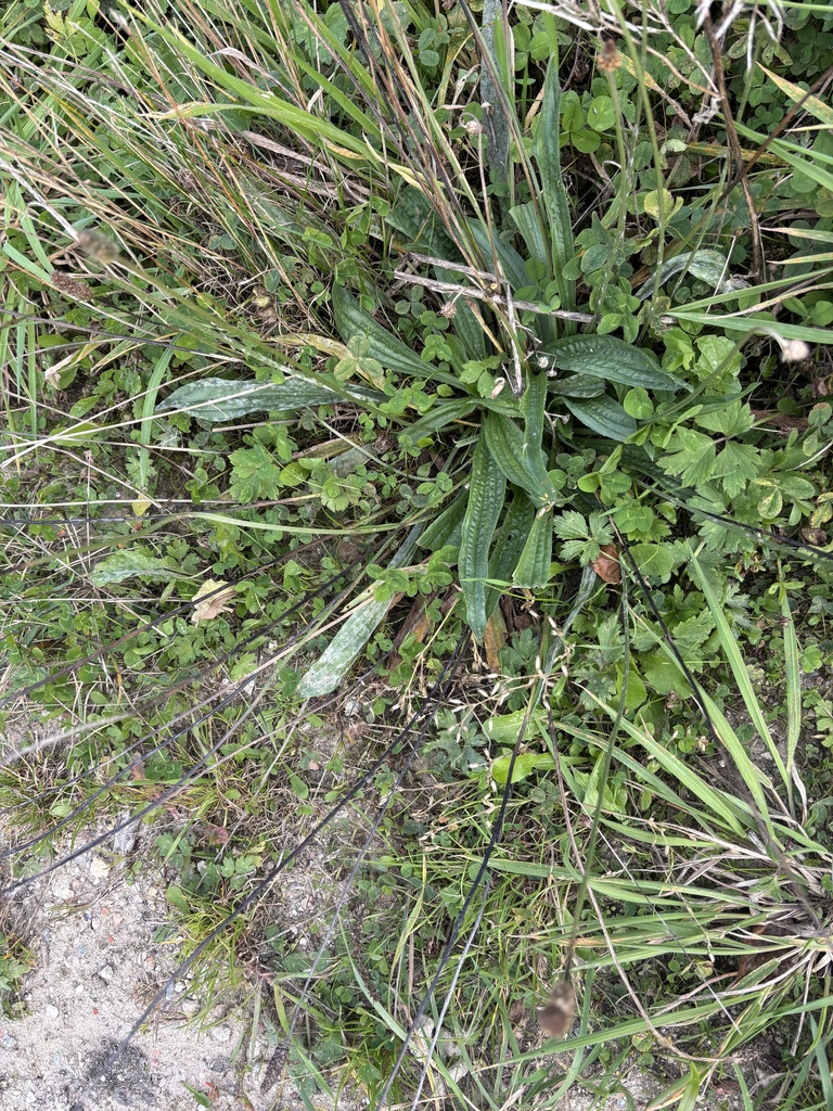 Plantago lanceolata