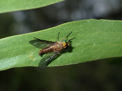 Caenoprosopon