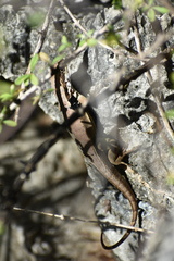 Leiocephalus macropus
