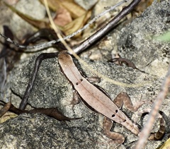Leiocephalus macropus