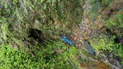 Pseudoxycheila tarsalis