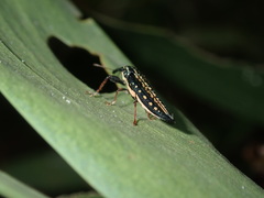 Rhinotia lineata