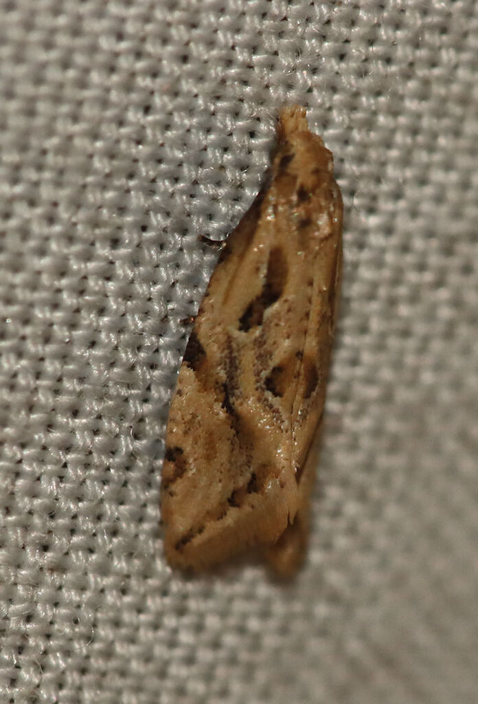 Aethes heleniana