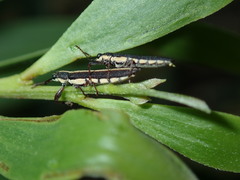 Rhinotia suturalis