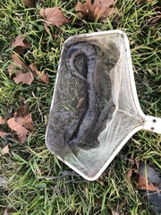 Amphiuma tridactylum