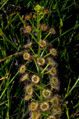Drosera porrecta