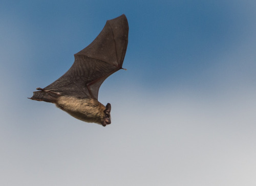 Big Brown Bat photographed in Maine