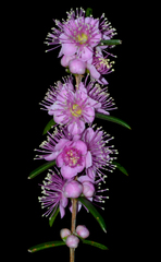 Hypocalymma robustum